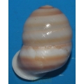 Phoenicob. bintuanensis 